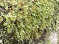 Pyrrhobryum spiniforme