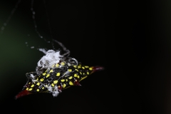 Gasteracantha diadesmia
