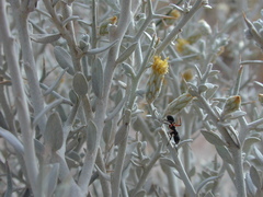 Acanthocladium dockeri