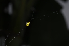 Gasteracantha diadesmia
