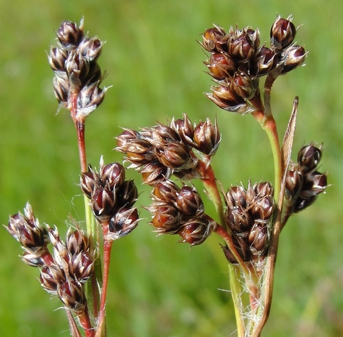 Ganyklinis kiškiagrikis nuotrauka