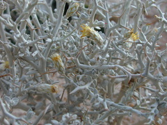 Acanthocladium dockeri