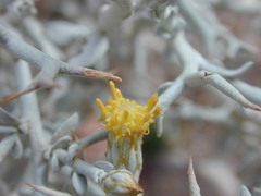 Acanthocladium dockeri