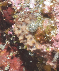 Porifera