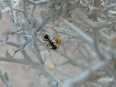 Acanthocladium dockeri