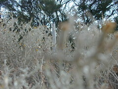 Acanthocladium dockeri