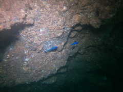 Microspathodon dorsalis