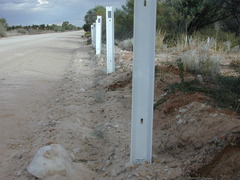 Acanthocladium dockeri