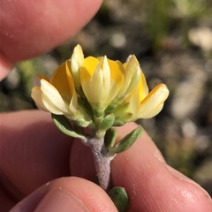 Aspalathus marginata