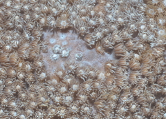 Goniopora