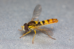Sphaerophoria philanthus