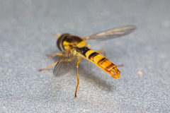 Sphaerophoria philanthus