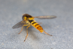 Sphaerophoria philanthus