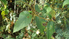 Croton adspersus