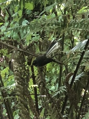 Rhipidura fuliginosa placabilis