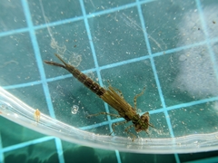Pseudagrion pilidorsum