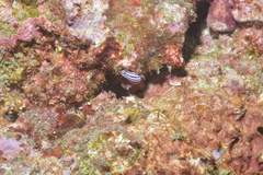 Phyllidiella rosans