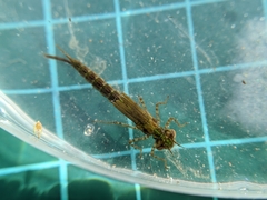 Pseudagrion pilidorsum