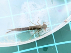 Pseudagrion pilidorsum