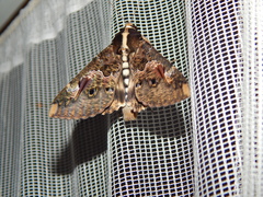 Sphingomorpha chlorea