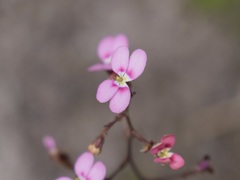 Stylidium caespitosum