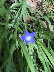 Wahlenbergia violacea