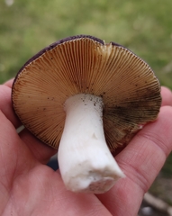 Russula