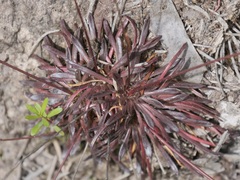 Stylidium caespitosum