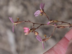 Stylidium caespitosum
