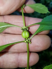 Neolasioptera lycopi