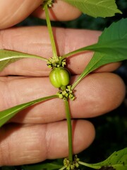 Neolasioptera lycopi