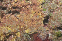 Chlorophyta