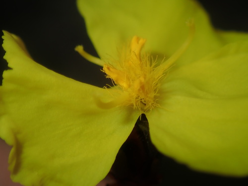 Xyris complanata