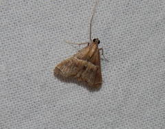 Pyralis farinalis