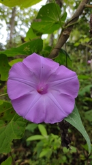 Ipomoea seducta