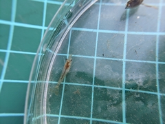 Caridina