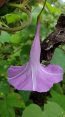 Ipomoea seducta