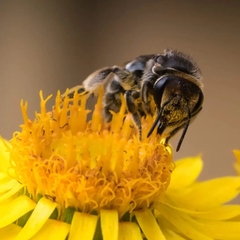 Lipotriches australica