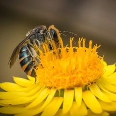 Lipotriches australica