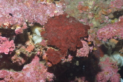Rhodophyta