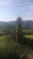Puya chilensis