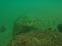 Sphoeroides annulatus