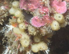 Porifera