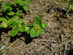 Richardia brasiliensis