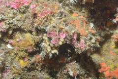 Porifera