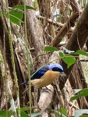 Pipraeidea melanonota