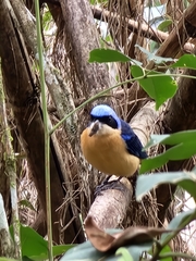 Pipraeidea melanonota