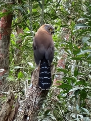 Micrastur ruficollis