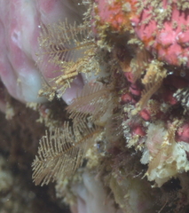 Hydrozoa