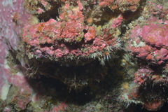 Hydrozoa